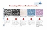 Die richtige Wahl der Produktionszelle - user.uni-frankfurt.dedingerma/Podcast/Biotechnologie_4.pdf · E. coli Sehr sicher, aber zu unflexibel für „komplexe“ Pro-teine Robust