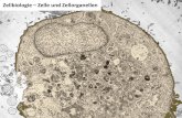 Zellbiologie Zelle und Zellorganellen - astrolehrbuch.de · Alle Lebewesen auf der Erde lassen sich auf einen gemeinsamen Vorfahren, einer „Urzelle“, zurückführen. Die Evolution