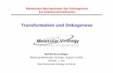 Transformation und Onkogenese - klinikum.uni-heidelberg.de · des C-terminus c-src und v-src SH1 = Tyr-Kinasedomäne SH2 = Phosphotyrosin-Bindedomäne SH3 = Polyprolin-Bindedomäne