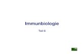Immunbiologie Teil 06 Internet - patho.vetmed.uni-muenchen.de · Schleimhaut-assoziiertes lymphatisches Gewebe (3): - die im MALT aktivierten und proliferierten B-Lymphozyten treten