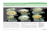 Simultanes Blühen bei Kakteen - kaktus-pflege.de · I mmer wieder hört und liest man Berichte, dass speziell Astrophyten einer Sammlung gleichzeitig blühen. So ver - öffentlichte