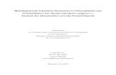 Methyljasmonat induzierte Seneszenz in Chloroplasten aus ... · Methyljasmonat induzierte Seneszenz in Chloroplasten aus Primärblättern der Gerste (Hordeum vulgare L.): Analyse
