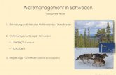Wolfsmanagement in Schweden fileWolfsmanagement in Schweden –Peuker_1/2019 1. Entwicklung und Status des Wolfsbestandes • der Genpool der skandinavischen Wölfe stammt ursprünglich