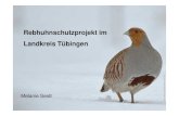 Rebhuhnschutzprojekt im Landkreis Tübingen - ogbw.de · 25.02.2016 Melanie Seidt 3 Anzahl Rebhuhn Reviere pro Raster-Feld 2005 - 2009 aus: Gedeon et al. 2015, Atlas of German breeding