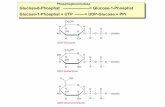 Phosphoglucomutase Glucose-6-Phosphat ... · Glucose-1-Phosphat + UTP -----> UDP-Glucose + PPi. fehlt bei Galactoseseintolleranz fehlt bei Galactoseseintolleranz Galactose-1-phosphat