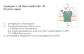 Synapse und Neurosekretion II - Postsynapse fileStrukturelle Grundlage der Calcium-Ionen Selektivität: AMPA Rezeptoren enthalten Arginin in M2, NMDA Rezeptoren aber die ungeladene