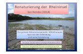 Renaturierung der Rheininsel - conservation.unibas.ch · bien cette mesure, une méthodologie complexe a été mise en place et a nécessité la réalsation d’études pluridisciplinaires