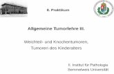 Allgemeine Tumorlehre III. - semmelweis.husemmelweis.hu/patologia2/files/2017/11/Praktikum8.pdf · Veleszületett rendellenesség Gyilkosság Cardiovascularis megbetegedés Chronicus