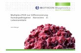 Multiplex-PCRzur Differenzierung humanpathogener Noroviren ... · RT-PCR 3 Ergebnisse in einer Reaktion (GI, GII, MS2) Zeitersparnis bei hoher Probenanzahl weniger Probenmenge nötig