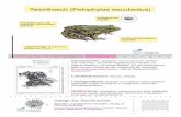 Teichfrosch (Pelophylax esculentus) - BUND Naturschutz · Teichfrosch in Bayern Gelege des Teichfrosches: Einzelne „unordentliche“ Eiballen, häufig an Pflanzen befestigt Verwechslungsmöglichkeiten: