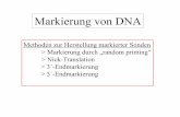 Markierung von DNA - molgen.biologie.uni-mainz.de · • 2+ DNase I in geringer Konzentration und in Gegenwart von Mg → an zufälliger Position in ds DNA entstehen Einzelstrangbrüche
