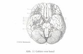 Abb. 12 (Gassen p. 31) - UNIGRAZ · (Nn. craniales): Riechnerven (N. olfactorius) optischer Nerv (N. opticus) Trigeminus (N. trigeminus) N. abducens (VI) Gesichtsnerven (N. facialis)