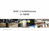 BHV-1-Infektionen in NRW · Augen-, Nasensekret, Sperma •Inkubationszeit (Ansteckung bis Erkrankung) 2 - 6 Tage •1g Nasenschleim enthält Virusmaterial für 10 Mio. Infektionen