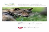 Willkommen in Niedersachsen, Wolf! · Rheinmetall-AG bei Uelzen foto-grafiert. Im September 2008 gelingt einem Förster im Solling das Foto eines wildlebenden Wolfes. geschützt.