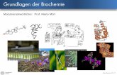 Modulverantwortlicher: Prof. Mario M£¶rl BSc Biochemie/ BSc Biologie Pharmazie BSc Chemie 11-BCH-0312