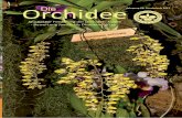 Jahrgang 68, Sonderheft 2017 Orchidee · Die Orchidee 68, Sonderheft, 2017 Lepanthes – Lycaste 49 Lepanthes telipogoniﬂ ora 'Regina' GM, D.A.16, Bot. Art, Regine Hildebrand Lycaste