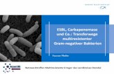 ESBL, Carbapenemase und Co.: Transferwege multiresistenter ...1037/2... · NDM „Neu-Delhi Metallo-Beta-Laktamase“ in Enterobacteriaceae und A. baumannii aus Indien, Nordafrika,