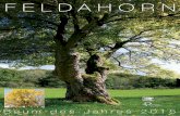 Poster Feldahorn - Baum des Jahres 2015 · Mit dem Feldahorn (Acer campestre L.) wurde nach dem Spitz- und Bergahorn der dritte heimische Ahorn zum Baum des Jahres gewählt. Der „kleine