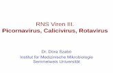 RNS Viren III.semmelweis.hu/mikrobiologia/files/2014/12/FfZ_11.pdf · Pathogenese von Rhinoviren •Symptome treten 2 bis 4 Tage nach der Exposition auf und dauern etwa eine Woche.