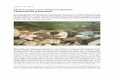 Die Faszination einer Süßwassergarnele: Palaemonetes ... · Josef D ALLA VIA - Brixen Die Faszination einer Süßwassergarnele: Palaemonetes antennarius Lässt man Aquarianer oder