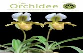 Volume 4(18) 2018 Orchidee Die · Olaf GRuSS, Nguyen Hoang TuAN, ... Quang, Hai Hau, Nam Dinh, Viet Nam E-Mail: khuongduy12689@ gmail.com Paphiopedilum barbigerum f. duyduongii –