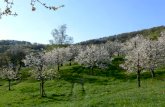 Bio- Hochstamm- Obstbau in der Schweiz · Die Konserven- und Brennkirschenproduktion In der Schweiz werden tiefschwarze Kirschensorten für die Konservenkirschenproduktion bevorzugt.