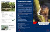 BIBER, FISCHOTTER, NUTRIA & BISAM · BIBER, FISCHOTTER, NUTRIA & BISAM Schutzstatus • EU-Fauna-Flora-Habitat-Richtlinie Anhang II, IV • Streng geschützt nach § 44 BNatSchG (auch