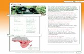 Gorilla - regenwald-schuetzen.org · Gorilla Vom Aussterben bedroht Obwohl Gorillas keine natürlichen Feinde haben, sind sie vom Aussterben bedroht. Der Grund: Der Mensch zerstört