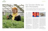 Die Tomaten-Retter aus · 10 oliv 8/2013 Christine und Robert Zollinger kämpfen seit über 30 Jahren für die Aromavielfalt der Tomaten. Wir haben die «Rebellen» auf ihrem Knospe-Saatgutbetrieb