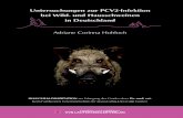 Untersuchungen zur PCV2-Infektion bei Wild- und ... · Aus dem Institut für Veterinär-Pathologie der Justus-Liebig-Universität Gießen Betreuer: Prof. Dr. M. Reinacher Untersuchungen