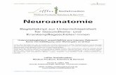 Neuroanatomie...Neuroanatomie Begleitskript zur Unterrichtseinheit für Gesundheits- und Krankenpflegeschüler/-innen Unterrichtsbegleitend, ausschließlich zum internen Gebrauch.
