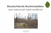 „Alte“ Buchenwälder Zur Situation in Deutschland...Ausbreitung der Fagus-Sippe im Tertiär Schließung der „Turgai-Straße“ in Westsibirien im Oligozän. Asien und Europa