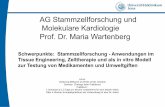 AG Stammzellforschung und Molekulare Kardiologie Prof. Dr ... · Hypoxia, leptin, and vascular endothelial growth factor stimulate vascular endothelial cell differentiation of human