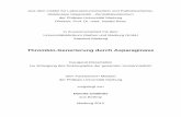 Thrombin-Generierung durch Asparaginase experiments; two native Escherichia coli (E. coli) asparaginases