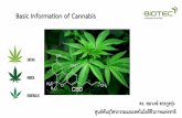 Basic Information of Cannabis - EPTUMedeptumed.com/train2019_1/doc/10.pdfพระคัมภีร์ปฐมจินดา พระคัมภีร์สรรพคุณแลมหาพิกัด