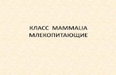 КЛАСС MAMMALIA МЛЕКОПИТАЮЩИЕbio.bsu.by/zoology/files/programs/Lec16_zoopozv.pdf · 2014-12-10 · • Ушная раковина и длинный наружный