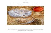 › wp-content › uploads › ... · Die arine Fauna des M iozäns von Zypern2015-10-14 · im Sedimen Richtung de. Dieses welt eckte es sich eitpunkt ent lige Molluske ertiär grund