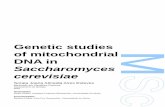 DNA in of mitochondrial Genetic studies · sexual e reprodução assexual. Durante a reprodução sexual, o DNA mitocondrial é herdado de ambos os pais com a ocorrência de recombinação.