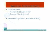 Plathemintha - Universität Graz · 2015-09-17 · Franz F. Reinthaler / Gerald Ruckenbauer Institut für Hygiene CESTODEN (Bandwürmer) ¾Cestoden weisen deutliche Gliederung in