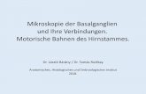 Mikroskopie der Basalganglien und Ihre Verbindungen ...semmelweis.hu/anatomia/files/2018/09/Stammganglien_2018.pdf · Mikroskopie der Basalganglien und Ihre Verbindungen. Motorische