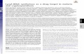 Lysyl-tRNA synthetase as a drug target in malaria …treatment of malaria and cryptosporidiosis, in particular, are of high priority; however, there are few ch emically validated targets.