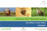 Die Allianz in der Praxis Beispiele · 2017-04-21 · Die Allianz in der Praxis - Stellschrauben Lebensraum Witterung Prädation Witterung (zum Glück) kein Einfluss Lebensraum Pflege