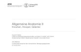 Allgemeine Anatomie II - dpwolfer.ch.schiller.ch-meta.netdpwolfer.ch.schiller.ch-meta.net/dpwolfer/Pdf/AnabwAllg2014F-2.pdf · Funktionelle Anatomie, Di 25.02.2014 - 2 Mikroanatomie