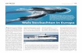 für Erfahrene gar nicht so schwierig. Wale beobachten in Europa Sieben Wal- und Delfinarten sind zu unterschiedlichen Jahres-zeiten in der Meereenge zu sehen, darunter Grind-, Finn-,
