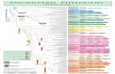 Angiosperm Phylogeny - CRIANNunt-ori2.crihan.fr/unspf/2015_Dijon_Seguy_Systematique/res/poster_APGIII.pdf · diverse alkaloids, NP amino acids, lectins (in Fabaceae) lvs mostly simple