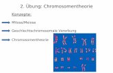 2. Übung: Chromosomentheorie · Sutton und Boveri, 1902 Die Mendelschen Gene verhalten sich genauso wie Chromosomen während der Meiose: ... - Y-chromosomal nicht möglich weil sonst