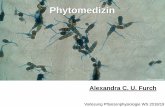 Phytomedizin - schleiden.uni-jena.de · Wikipedia H Börner (2009) Pflanzenkrankheiten und Pflanzenschutz SA Hogenhout et al. (2008) MOLECULAR PLANT PATHOLOGY 9, 403-423 Phytoplasmen-Steckbrief