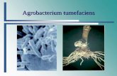 Agrobacterium tumefaciens - BOKU€¦ · Agrobacterium tumefaciens oder Wurzelkropf A Eng verwandt mit den Knöllchenbakterien der Gattung Rhizobium A Gram neg., stäbchenförmig,