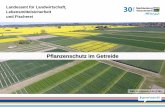 Pflanzenschutz im Getreide€¦ · Pflanzenschutzdienst M-V Niederschlagsverteilung (mm) in der 2. Jahreshälfte 2018 und 2019 am Standort Rostock 30 42 22 39 8 61 70 79 100 56 69