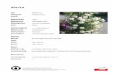 Amadeus ® NEU - Baumschulen Reichenbachbaumschulen-reichenbach.ch/wp-content/uploads/2018/04/Kletterros… · Amadeus ® Typ Kletterrose Kategorie Moderne Rosen Klasse Blütenfarbe